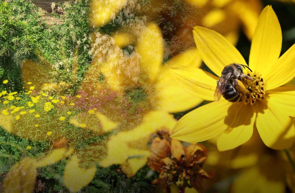 A bee pollinating a bright yellow flower in a garden environment