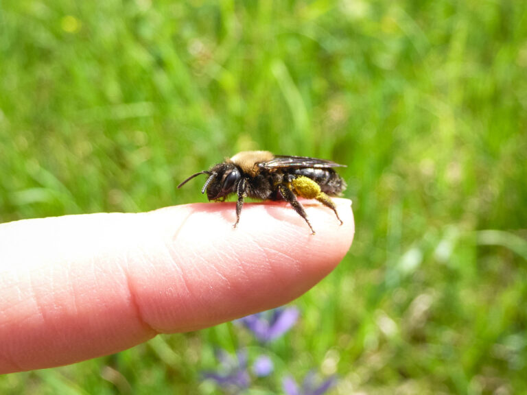 spring mining bee, on my finger