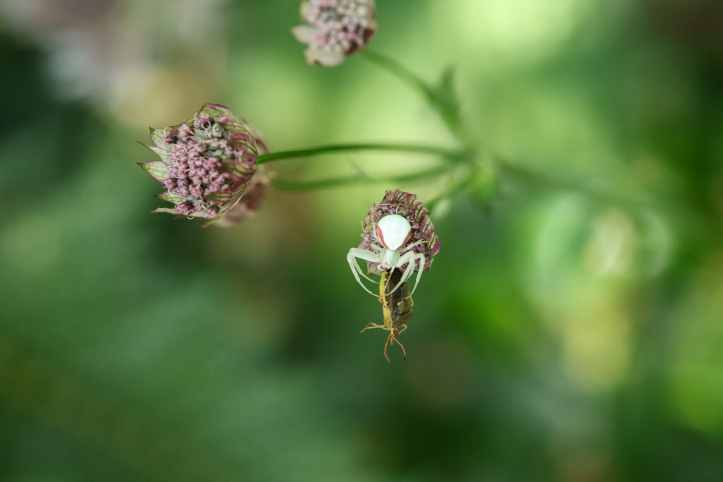 Crab Spider